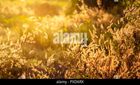 L'herbe fontaine avec un beau coucher de soleil sur l'arrière-plan. Banque D'Images