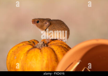 Gros plan sur la souris sur le terrain automne citrouille Banque D'Images