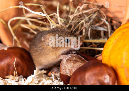 Gros plan sur la souris sur le terrain automne citrouille Banque D'Images