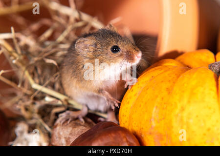 Gros plan sur la souris sur le terrain automne citrouille Banque D'Images