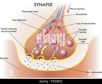 Illustration médicale d'éléments de synapse Illustration de Vecteur