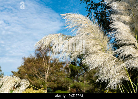 Sunningdale cortaderia selloana herbe de la pampa, d'argent, herbe à buttes. Banque D'Images