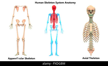 Squelette appendiculaire du système et de l'anatomie squelette axial Banque D'Images