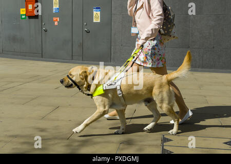 Un entraîneur de chien guide femme guide un Golden Retriever à l'extérieur par une journée ensoleillée, London, UK Banque D'Images