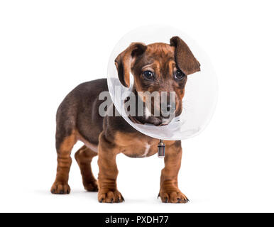 Chien teckel, 2 mois, standing against white background Banque D'Images