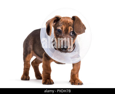 Chien teckel, 2 mois, standing against white background Banque D'Images