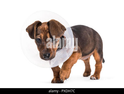 Chien teckel, 2 mois, standing against white background Banque D'Images