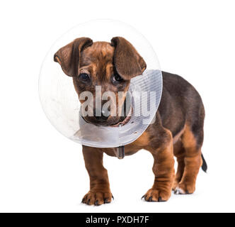 Chien teckel, 2 mois, standing against white background Banque D'Images