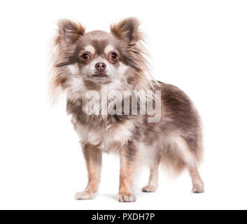 Chihuahua dog, 2 ans, standing against white background Banque D'Images