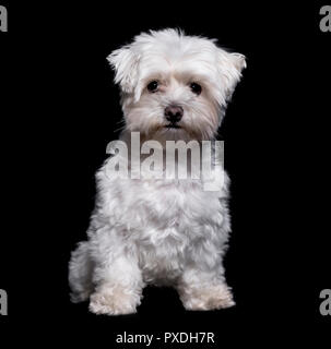 Maltese dog, 2 ans, assis à l'arrière-plan blanc Banque D'Images