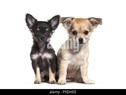 Deux chiots Chihuahua, 11 semaines, assis, in front of white background Banque D'Images