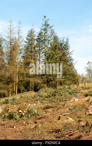 Abattage des sapins pin etc en raison de devenir plus dangereux par grand vent plusieurs hivers. A Beacon Country Park Preston Lancashire England UK. Banque D'Images