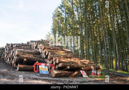 Les piles de troncs d'arbres coupés après avoir été abattu en raison de étant dangereuses après beaucoup de grands vents. Signes d'avertissement en place pour avertir du danger. Banque D'Images