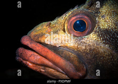 À l'aide de faisceau éclairage snoot limitée, la face d'un arbre pêcher dans la Californie Channel Islands fournit un regard à un autre moody poisson commun s Banque D'Images