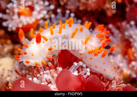 Un clown orange nudibranche crawls sur certains, tout en se nourrissant d'algues rouges. Tourné dans l'eau froide de la Californie Channel Islands. Banque D'Images