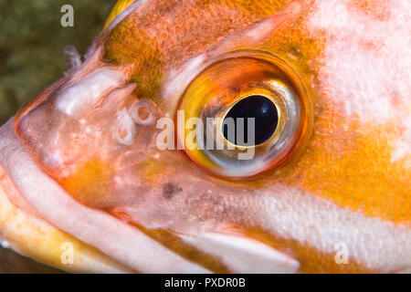 Poissons Banque D'Images