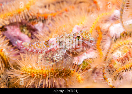 Un chabot coralliennes repose dans un lit d'ophiures dans les eaux de la Californie Channel Islands. Banque D'Images