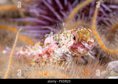 Un chabot coralliennes repose dans un lit d'ophiures dans les eaux de la Californie Channel Islands. Banque D'Images