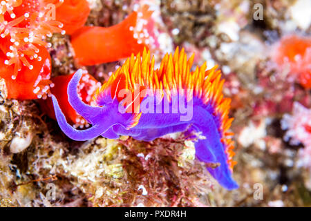 Un nudibranche mauve coloré appelé un châle espagnol rampe à travers un récif in California's Channel Islands en quête de nourriture. Tourné dans le froid de l'eau Banque D'Images