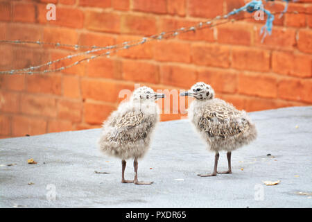 Bébé mouette sur le toit . Banque D'Images