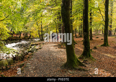 Newcastle, N.Ireland, 21 octobre, 2018. UK Météo : ensoleillé intervalles dans l'après-midi après une matinée humide gris. Une famille bénéficiant d'une belle après-midi pour une promenade autour de Tollymore Forest Park pour profiter de la couleurs de l'automne. Crédit : Ian Proctor/Alamy Live News Banque D'Images