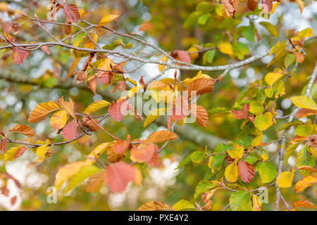 Celbridge, Kildare, Irlande : 21 octobre 2018. Météo Irlande : Beatuful dimanche après-midi avec des éclaircies après matin humide. L'automne bat son plein dans le parc de Castletown. Crédit : Michael Grubka/Alamy Live News Banque D'Images