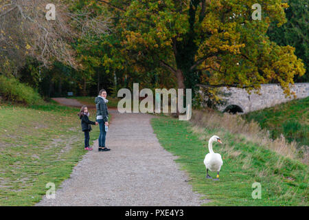 Celbridge, Kildare, Irlande : 21 octobre 2018. Météo Irlande : Beatuful dimanche après-midi avec des éclaircies après matin humide. L'automne bat son plein dans le parc de Castletown. Crédit : Michael Grubka/Alamy Live News Banque D'Images