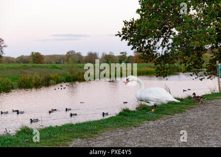 Celbridge, Kildare, Irlande : 21 octobre 2018. Météo Irlande : Beatuful dimanche après-midi avec des éclaircies après matin humide. L'automne bat son plein dans le parc de Castletown. Crédit : Michael Grubka/Alamy Live News Banque D'Images