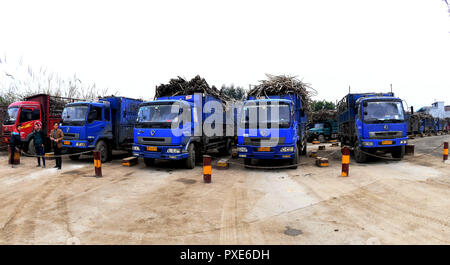 (181022) -- BEIJING, 22 octobre 2018 (Xinhua) -- attendez pour décharger les camions à l'extérieur de la canne à sucre à un canton de l'Hemu autonome Miao de Rongshui County, Chine du Sud, région autonome Zhuang du Guangxi, le 24 janvier 2018. Transport routier de marchandises de la Chine à la persistance d'une croissance rapide au cours des neuf premiers mois de 2018, le ministère des Transports a déclaré dans une déclaration du 20 octobre 2018. De janvier à septembre, la quantité de marchandises transportées sur les routes, qui prend la part du lion dans le transport du fret total de la Chine, l'augmentation de 7,5 pour cent sur un an à 28,64 milliards de tonnes. La croissance est venu au milieu de la Chine Banque D'Images