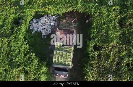 (181022) -- BEIJING, 22 octobre 2018 (Xinhua) -- photo aérienne prise le 30 juillet 2018 montre un concessionnaire loading grappes sur un camion à l'éco-parc Xindian agricole à Xindian Town de Yuping Dong comté autonome dans le sud-ouest de la province du Guizhou en Chine. Transport routier de marchandises de la Chine à la persistance d'une croissance rapide au cours des neuf premiers mois de 2018, le ministère des Transports a déclaré dans une déclaration du 20 octobre 2018. De janvier à septembre, la quantité de marchandises transportées sur les routes, qui prend la part du lion dans le transport du fret total de la Chine, l'augmentation de 7,5 pour cent sur un an à 28,64 milliards de tonnes. Le gro Banque D'Images