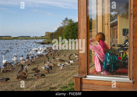 Observation des oiseaux à Bursough, Lancashire, 22 octobre 2018. Martin Mere WWT alimente maintenant les énormes troupeaux de migrants de canard à l'abri, de malard, d'oies roses à pieds et d'autres oiseaux sauvages d'hiver au centre nord-ouest. Les oies roses à pieds sont maintenant supérieures à 14 000 et les premiers cygnes whooper sont arrivés des climats du nord. Les gardiens de réserve fournissent du grain supplémentaire à des centaines de cygnes hooper qui se nourrissent aux côtés du canard, du taal, du veuvage et de milliers d'oies à pieds roses; crédit; MediaWorldImages/AlamyLiveNews. Banque D'Images