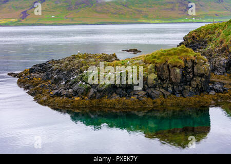 Sterne arctique sur l'île de macareux à Borgarfjördur Eystri Fjord Marina et Port dans le nord-est de l'Islande Banque D'Images