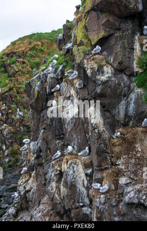 Sterne arctique sur l'île de macareux à Borgarfjördur Eystri Fjord Marina et Port dans le nord-est de l'Islande Banque D'Images