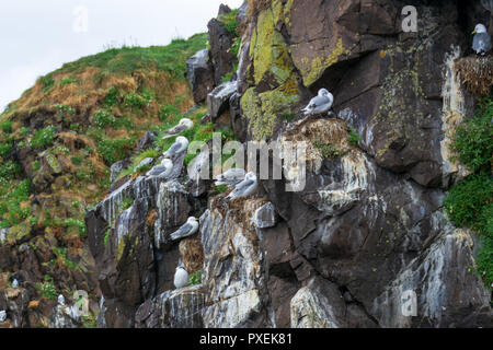 Sterne arctique sur l'île de macareux à Borgarfjördur Eystri Fjord Marina et Port dans le nord-est de l'Islande Banque D'Images