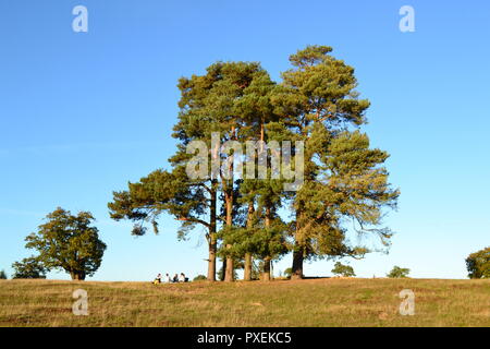 L'automne, à la mi-octobre 2018 à Knole Park, Sevenoaks, Kent, Angleterre, Royaume-Uni. Beau temps. Les personnes ayant un pique-nique par un pin massif Banque D'Images