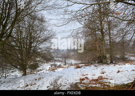 National Trust Knole Park, Sevenoaks, Kent, England, UK on a snowy, Misty day en mars 2018. Kent Downs Area of Outstanding Natural Beauty. Banque D'Images