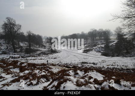 National Trust Knole Park, Sevenoaks, Kent, England, UK on a snowy, Misty day en mars 2018. Kent Downs Area of Outstanding Natural Beauty. Banque D'Images