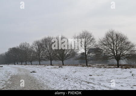 National Trust Knole Park, Sevenoaks, Kent, England, UK on a snowy, Misty day en mars 2018. Kent Downs Area of Outstanding Natural Beauty. Banque D'Images