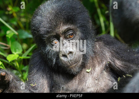 Les gorilles de montagne dans la forêt impénétrable de Bwindi, en Ouganda Banque D'Images