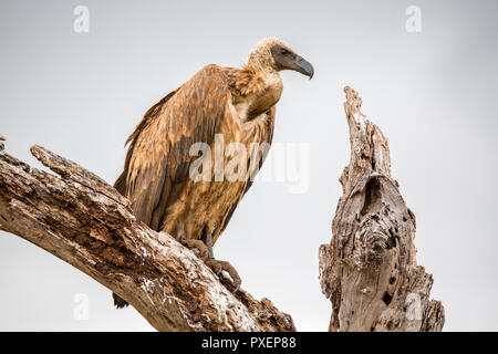 L'Ruppell vautour fauve les charognards sur carcasse au Parc National de Serengeti, Tanzanie Banque D'Images