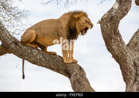 Tree-climbing lion rugissant, parc national de Tarangire, Tanzanie Banque D'Images