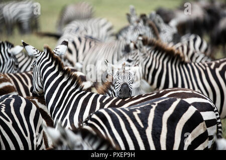 Au harem Zebra le cratère du Ngorongoro en Tanzanie Banque D'Images