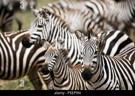 Au harem Zebra le cratère du Ngorongoro en Tanzanie Banque D'Images