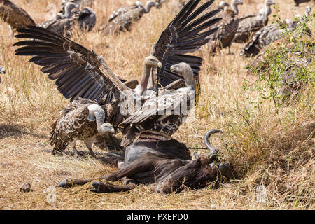 L'Ruppell vautour fauve les charognards sur carcasse au Parc National de Serengeti, Tanzanie Banque D'Images