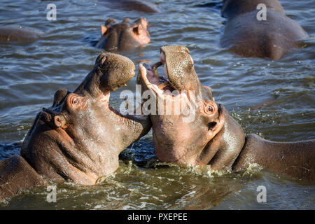 Hippopotames combats dans le Parc National de Serengeti, Tanzanie Banque D'Images