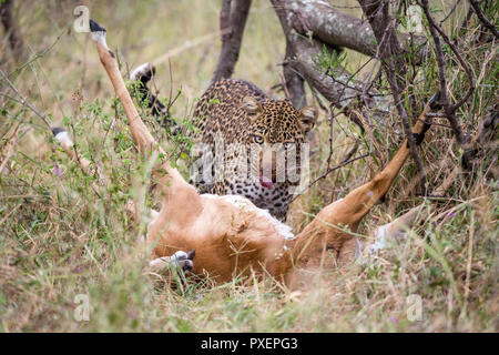 Femme leopard avec impala tuer dans le Parc National de Serengeti, Tanzanie Banque D'Images