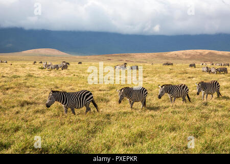 Des zèbres au cratère du Ngorongoro en Tanzanie Banque D'Images