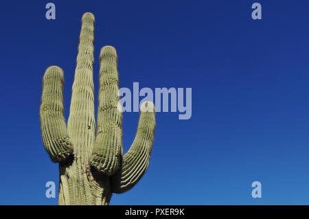 Un cactus Saguaro en photo contre un ciel bleu dans l'Arizona. On trouve couramment dans le désert de Sonora, c'est une véritable icône de l'ouest américain. Banque D'Images