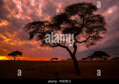 Tree-climbing lions du parc national de Tarangire, Tanzanie Banque D'Images