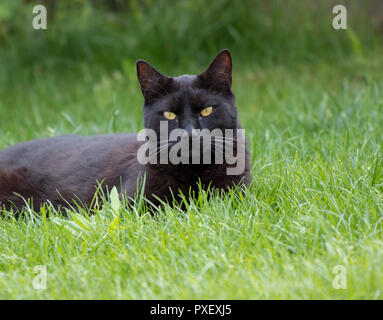 Thoughtful chat noir assis dans l'herbe à l'été à la ferme Banque D'Images